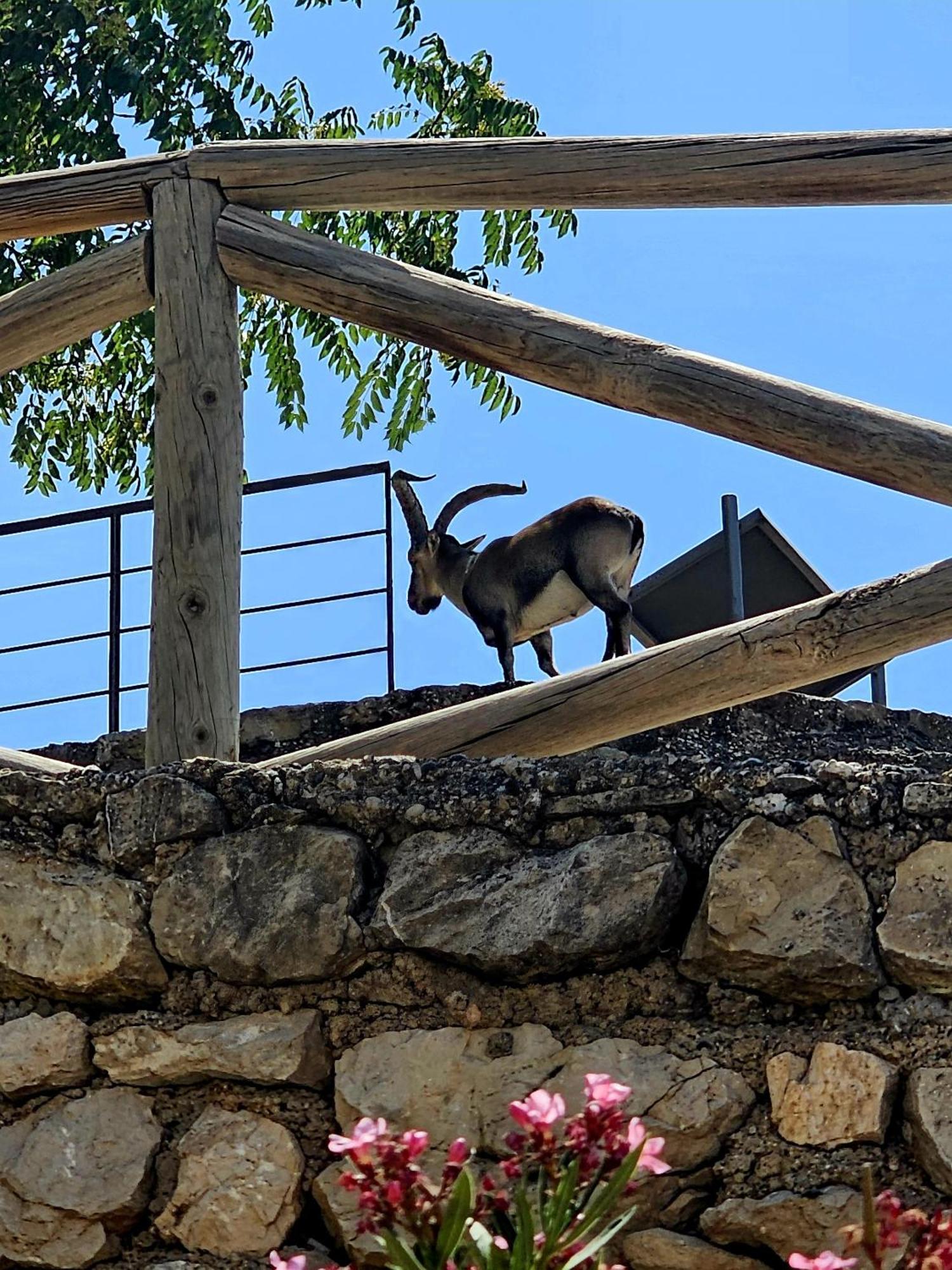 La Mocha Casa Rural La Casa De Ani La Iruela Eksteriør bilde